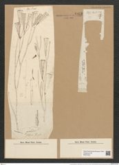 Licmophora grandis var. divisa (Kuetz.) Grun. (de-Toni-Nr.: Genus 86, Species 2966) Zeichnungen Sammlung Grunow Nr. 6025 (NHMW-BOT-W0374521)